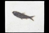 Fossil Fish (Knightia) - Green River Formation #179276-1